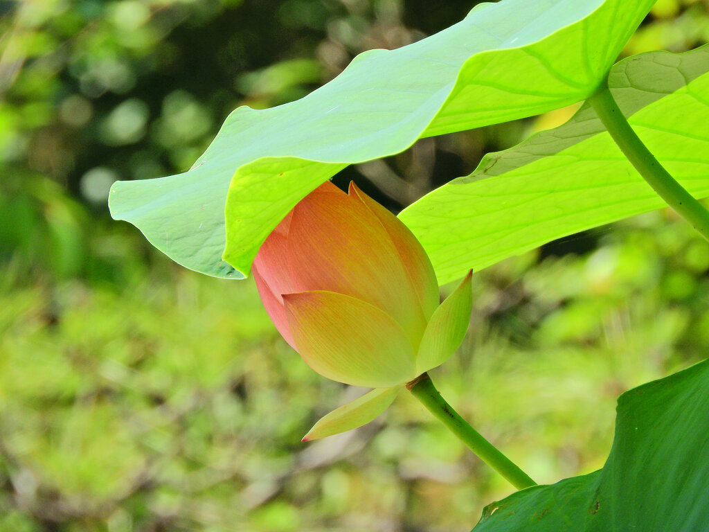 猛暑で蓮の花も葉の陰で・・・８