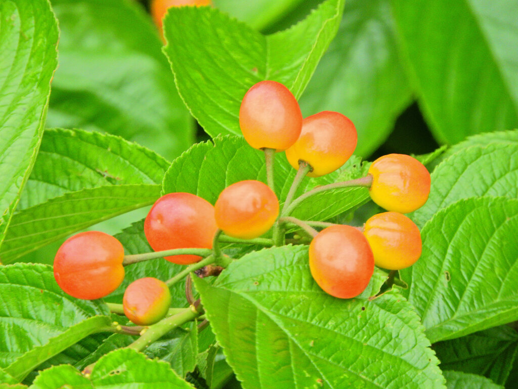 暖地桜桃（だんちおうとう）１０