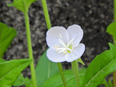 シロバナユウゲショウ（白花夕化粧） １
