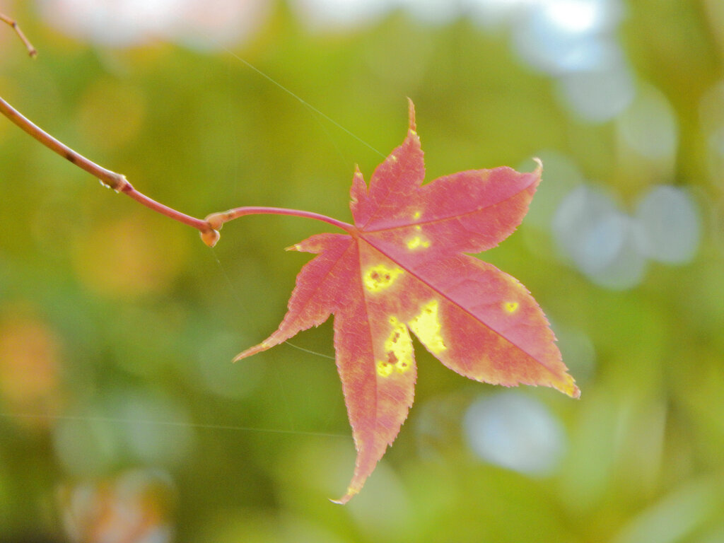 蜘蛛の糸に守られて　最後の一葉
