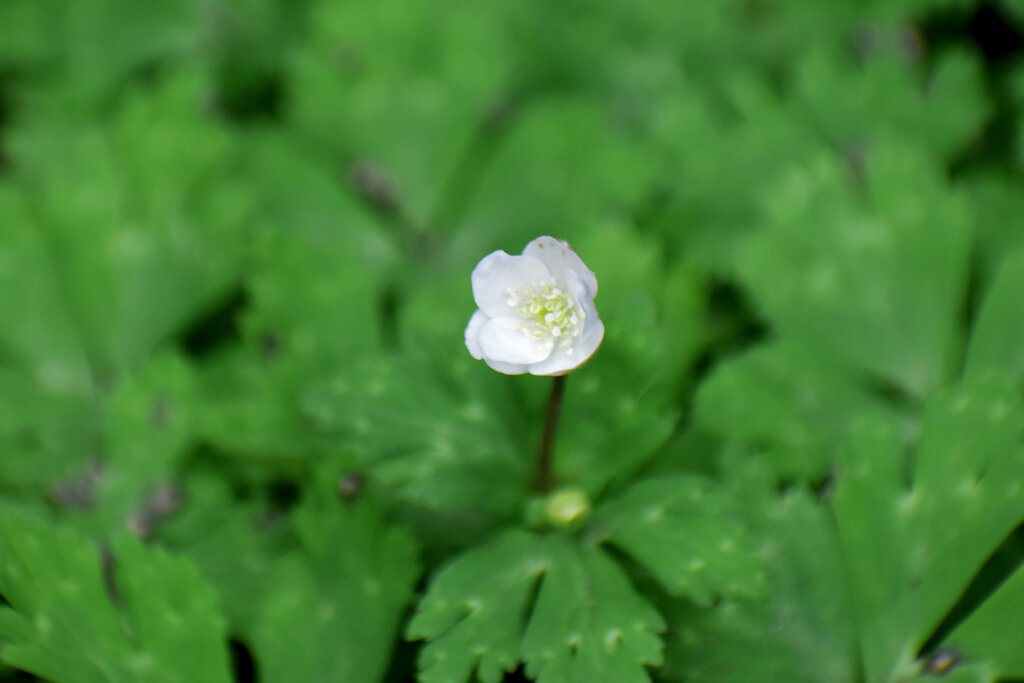 二輪草 （にりんそう）２