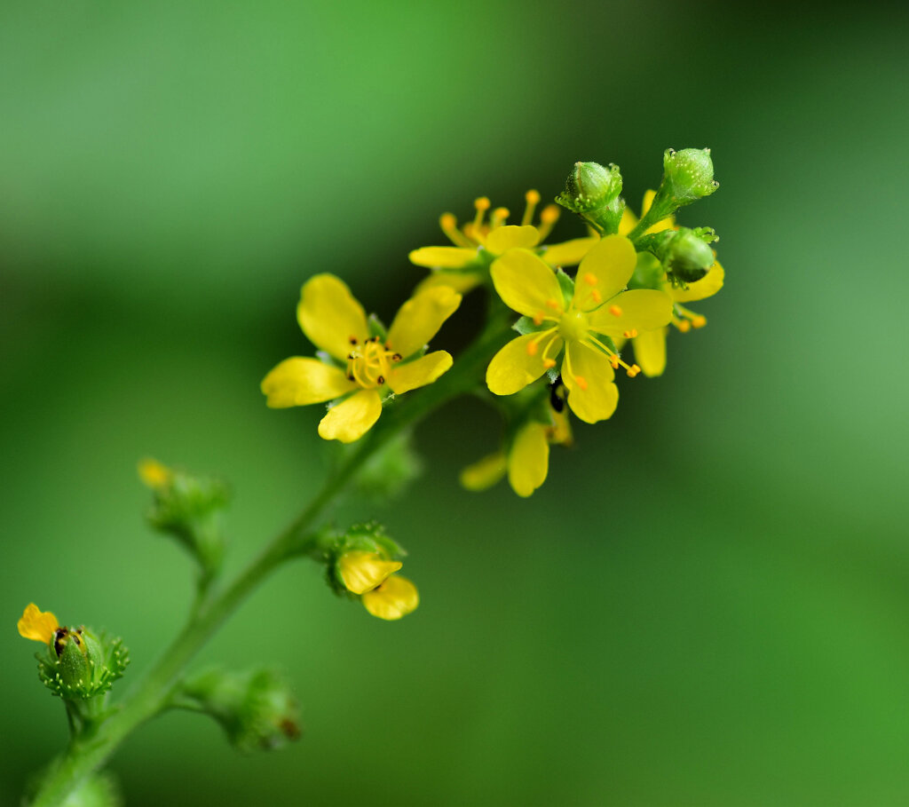 金水引（キンミズヒキ）の花　２