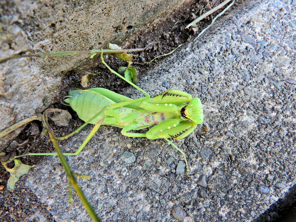 蟷螂に道を塞がれて喧嘩した・・（笑）　６