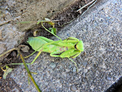 蟷螂に道を塞がれて喧嘩した・・（笑）　６