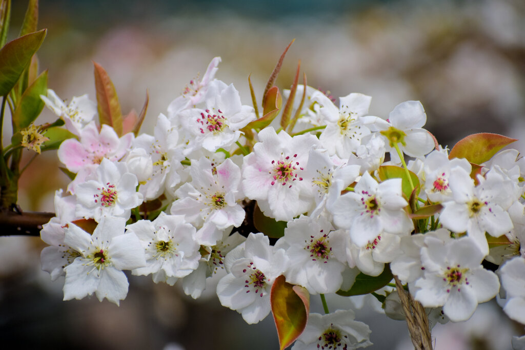 梨園で受粉した後にピンクに染まっている梨の花　３