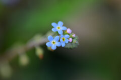 キュウリグサ（胡瓜草）６