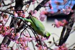 大寒桜を荒らすワカケホンセイインコ　１