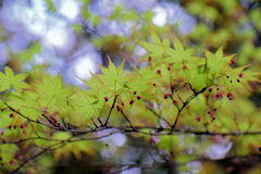春紅葉　美しい　７