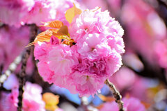 八重桜の♡を探して・・・４