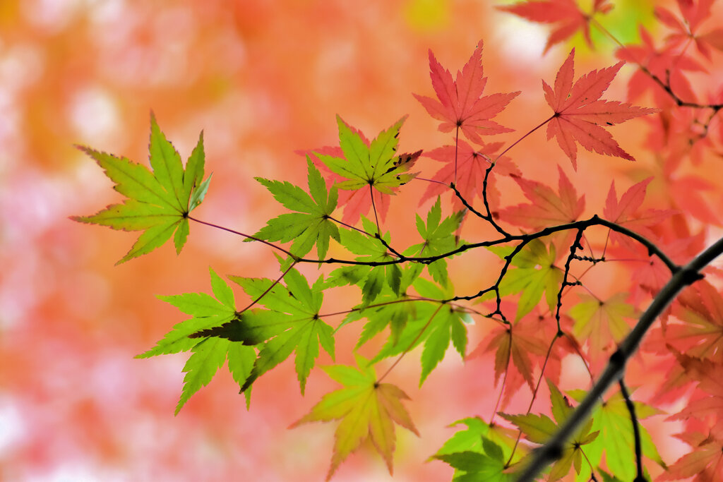 年末の大掃除・・綺麗だったなぁ～　紅葉　３