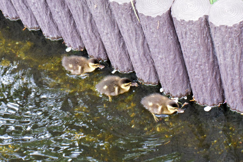 先週　誕生したカルガモの雛10羽は3羽に減りました｡･ﾟ(ﾟ⊃ω⊂ﾟ)ﾟ･｡　３