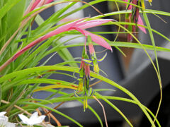 ヨウラク（瓔珞）ツツアナナス　１