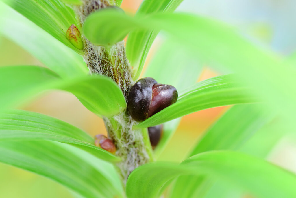 鬼百合のムカゴ　１