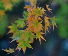 紅葉　撮り溜め　在庫処分中！　１４