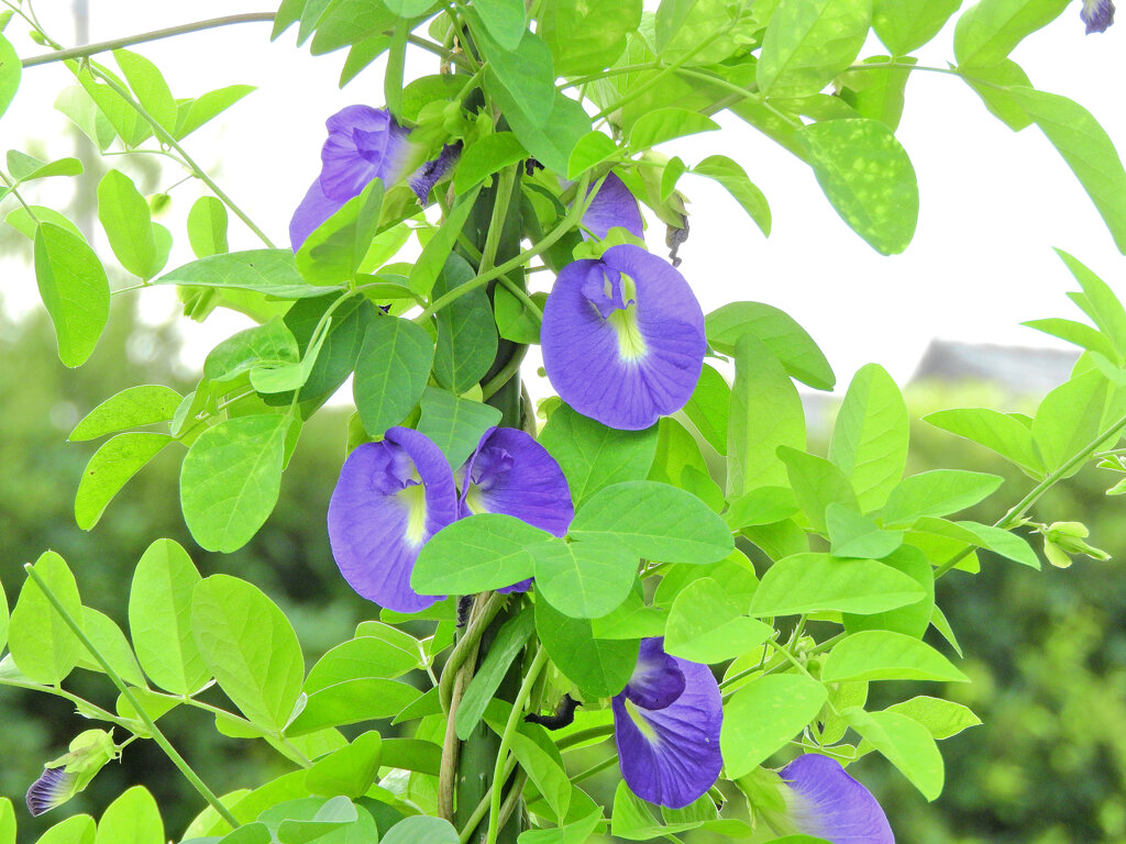 蝶豆花茶（バタフライピー）　１