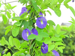 蝶豆花茶（バタフライピー）　１