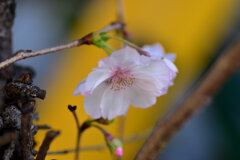 十月桜 （じゅうがつざくら）　２