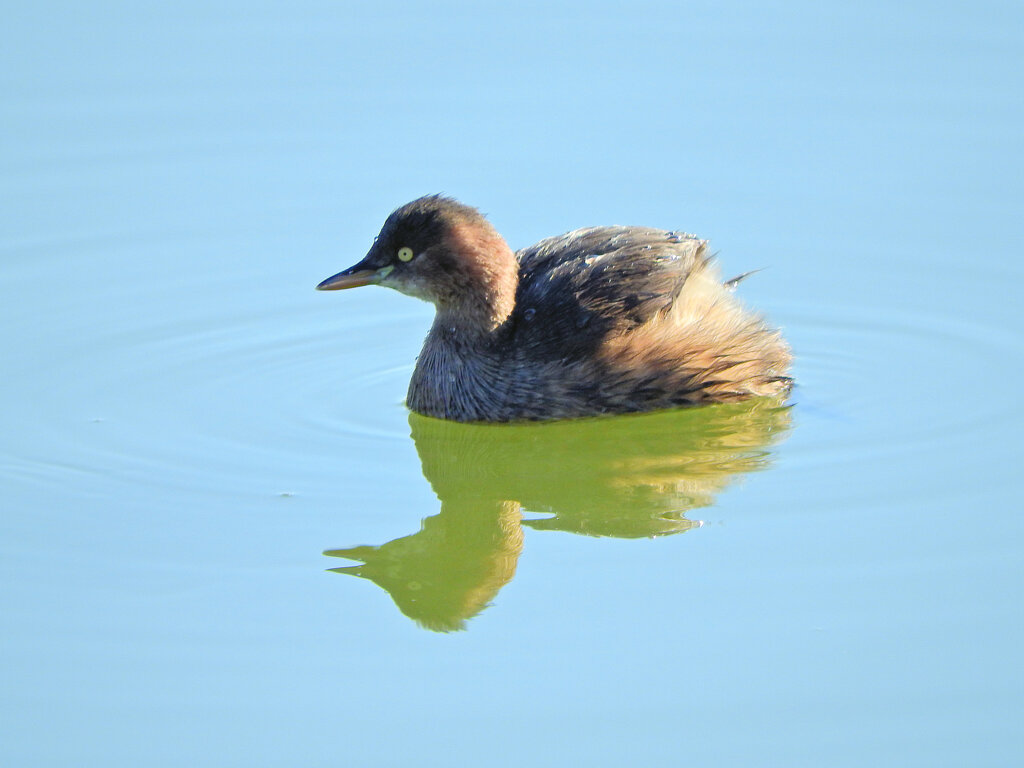 等々力緑地公園・・釣り堀池で　カイツブリ　１