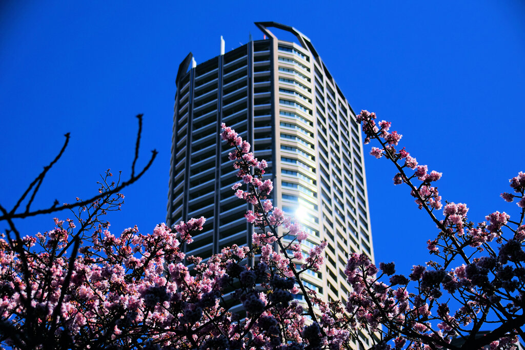 桜と武蔵小杉高層マンション　3/3