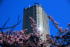 桜と武蔵小杉高層マンション　3/3