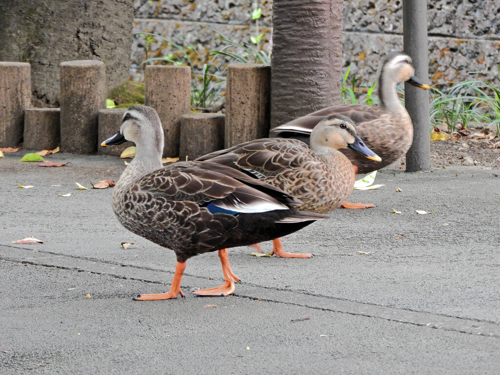 二ヶ領用水路でカルガモ　１