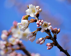 暖地桜桃（だんちおうとう）の花　５