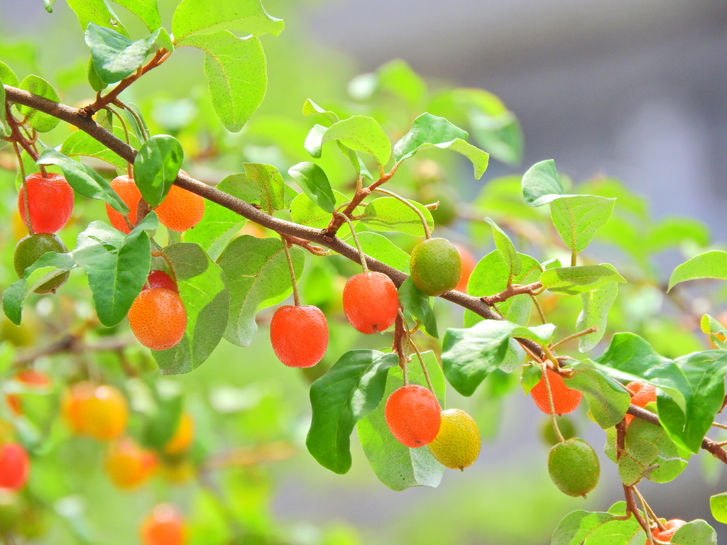 夏茱萸っすぅ　４
