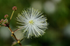 白ネムノキ　１