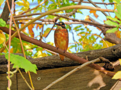 近所のせせらぎ遊歩道・藤棚で　カワセミ　１