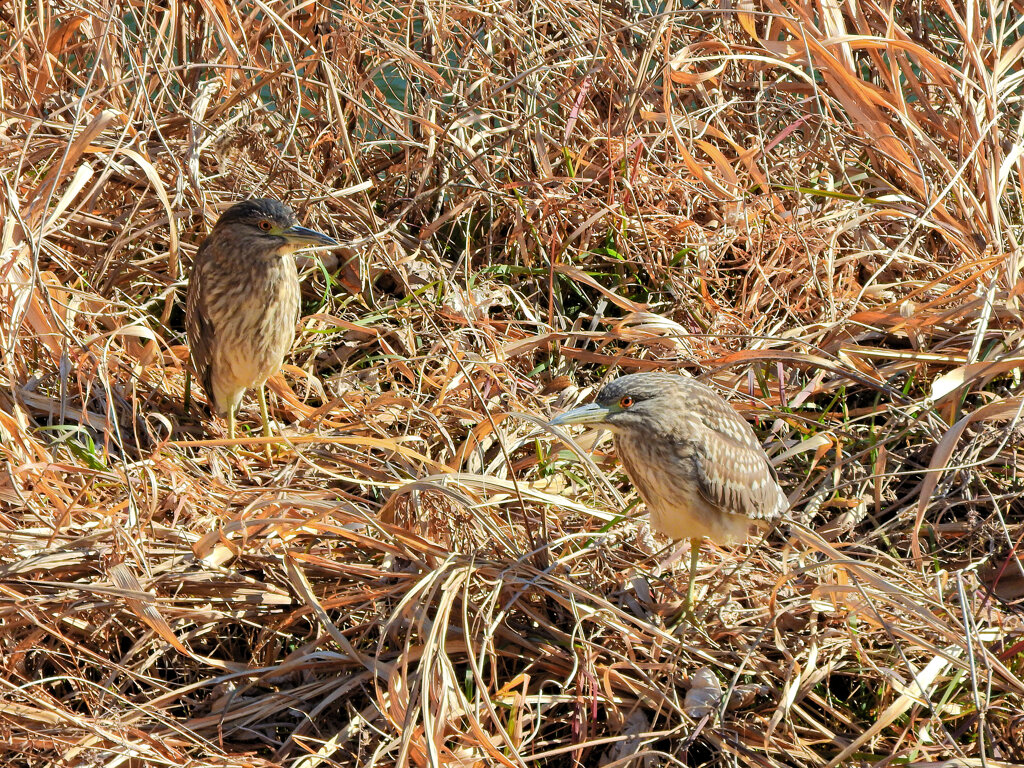 矢上川で　ゴイサギの幼鳥　ホシゴイ　１