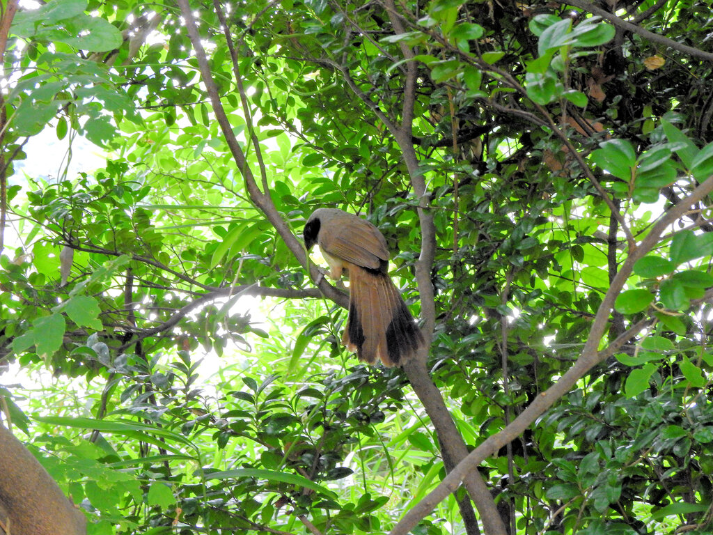 初見の鳥さんの名前がわかりません^_^;8/10