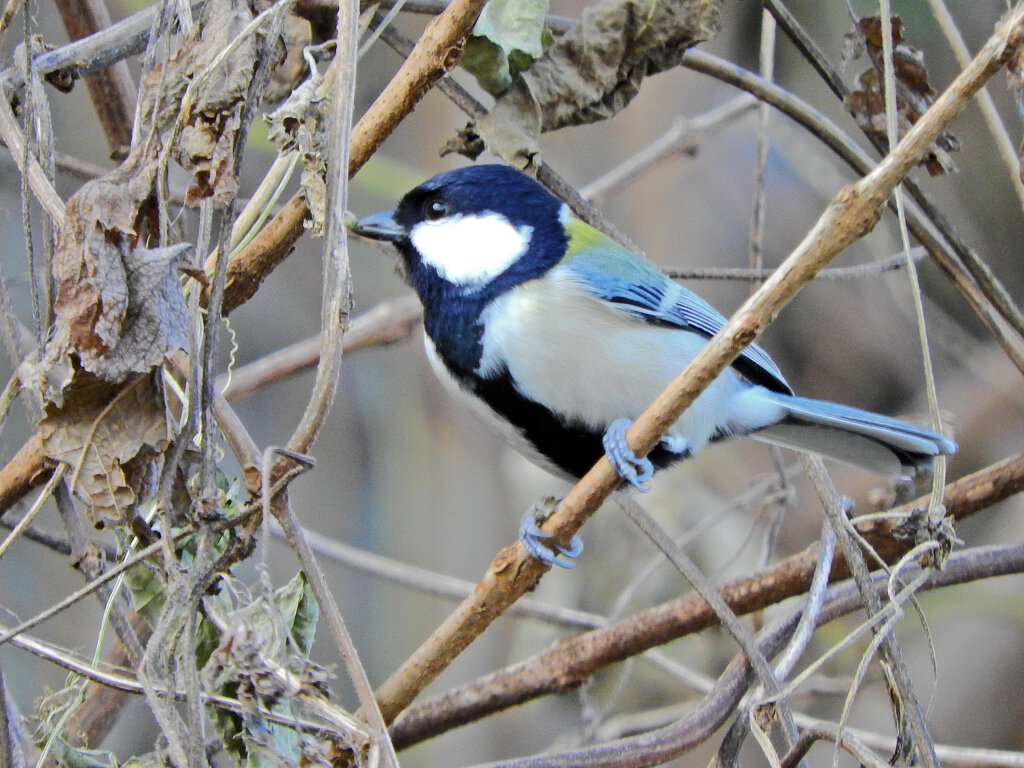 シジュウカラ　３