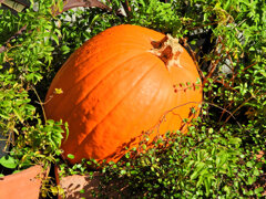 ハロウィンで売れ残った南瓜　１