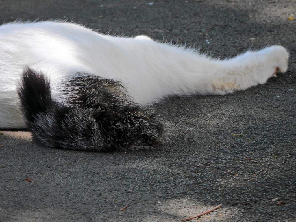 ご飯を待つ・・・地域猫　２
