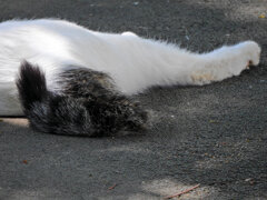ご飯を待つ・・・地域猫　２