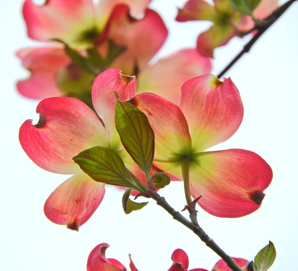 薄紅色の可愛い君・・・♪　ハナミヅキ（花水木）１０