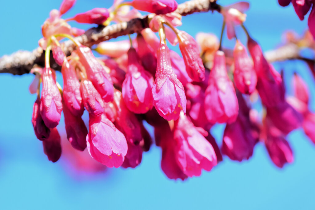 寒緋桜 （かんひざくら）　５