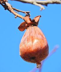 熟柿から婆柿へ・・・(￣◇￣;)　７