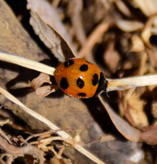 春が待ちきれない・・・てんとう虫さん４