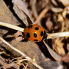 春が待ちきれない・・・てんとう虫さん４