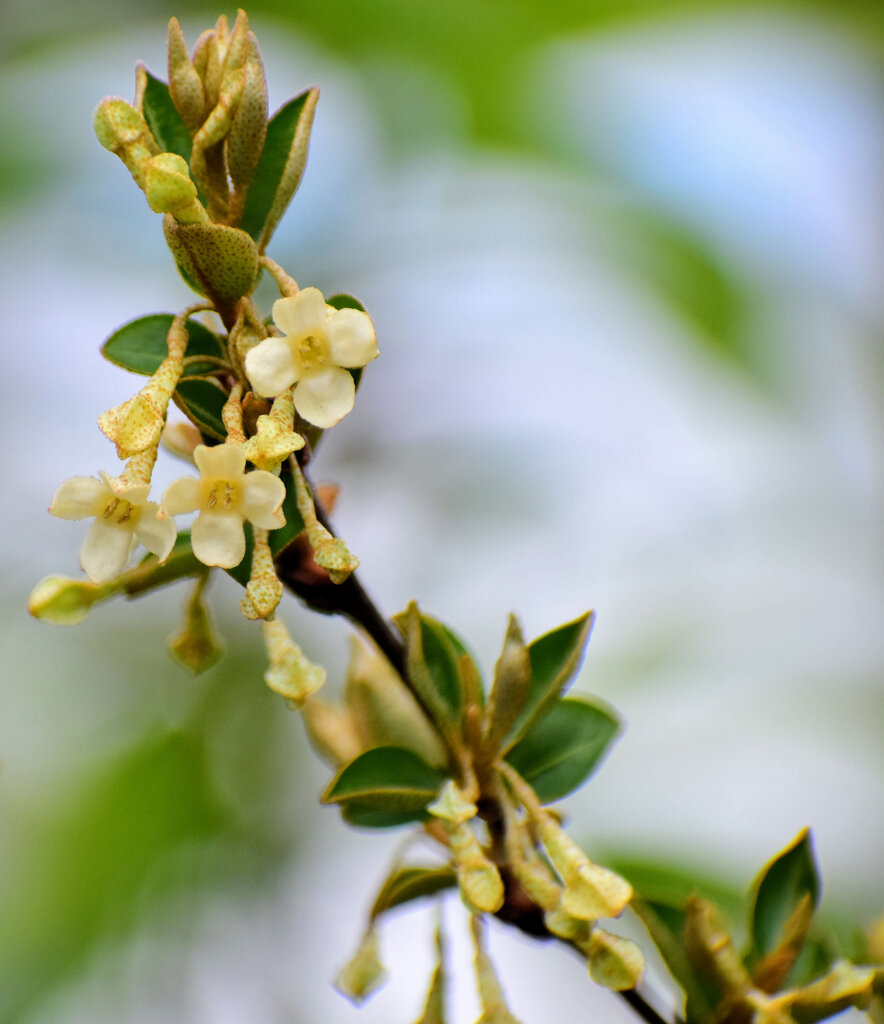 夏茱萸 （なつぐみ）の花　１