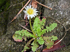 しろばな‐たんぽぽ【白花蒲公英】４