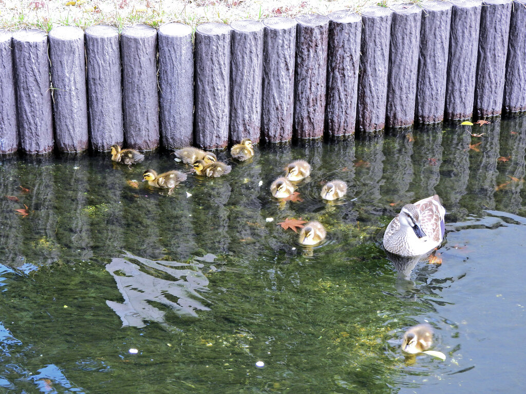 近所のせせらぎ遊歩道で今期初のカルガモの雛１０羽誕生　１