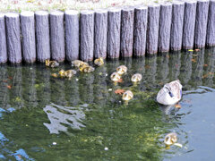 近所のせせらぎ遊歩道で今期初のカルガモの雛１０羽誕生　１