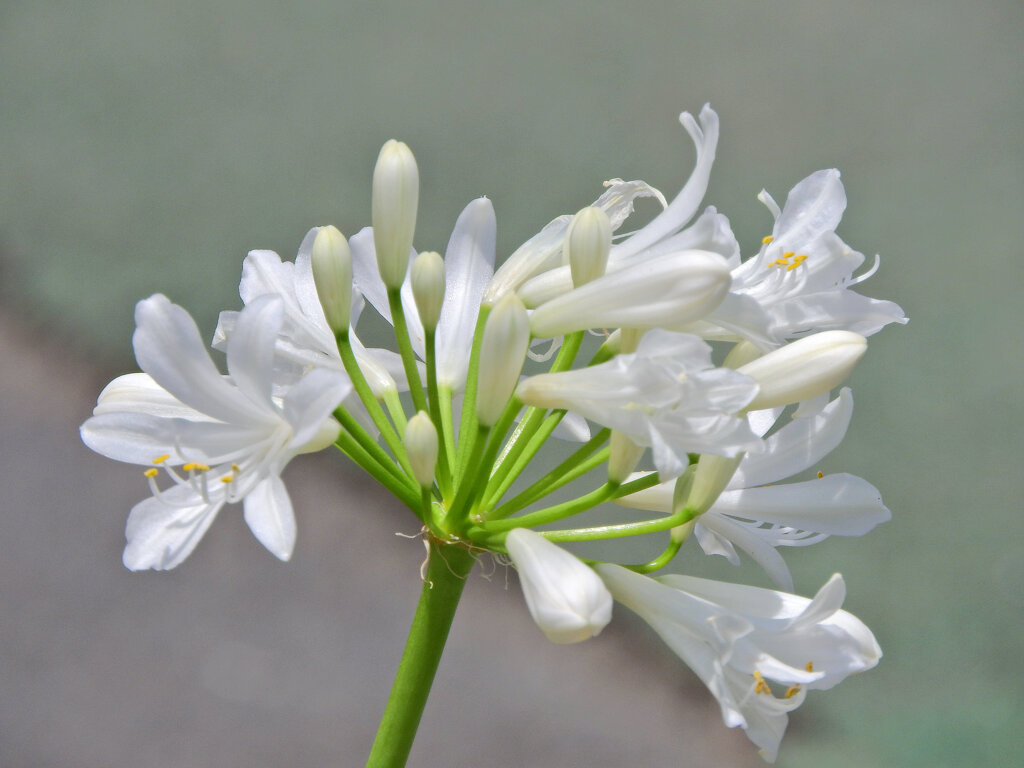 アガパンサス　白花　６