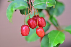 熟した夏茱萸の実　１