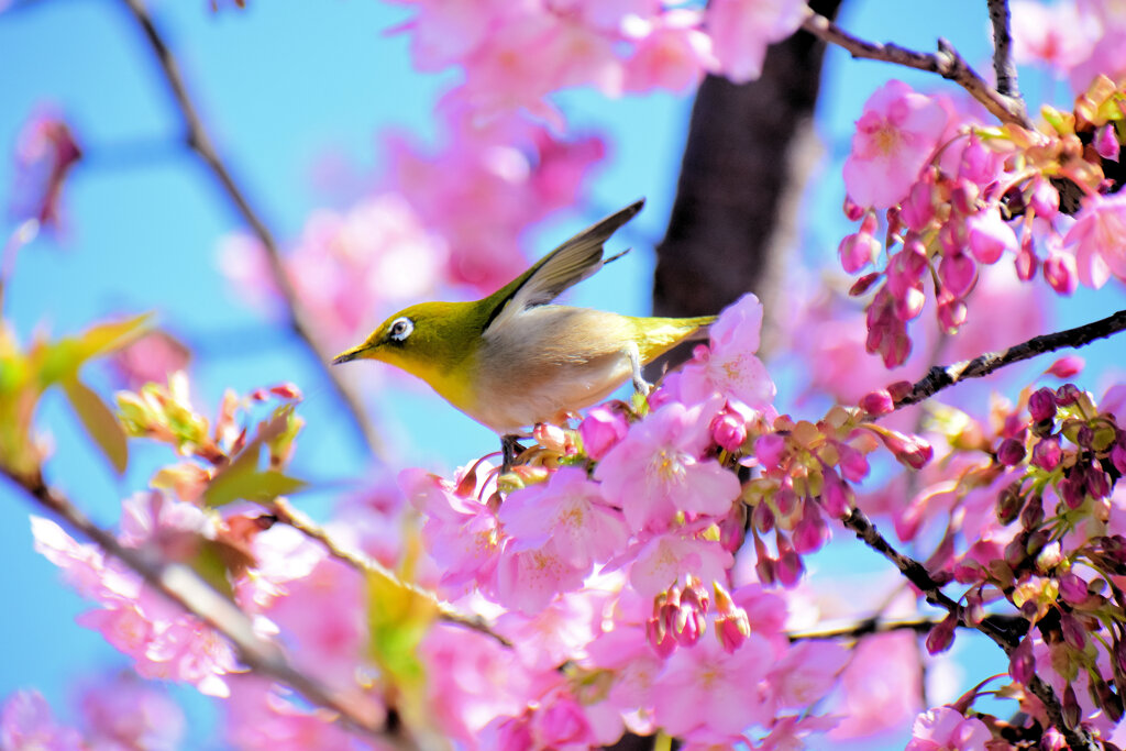 河津サクジロウ　⑨