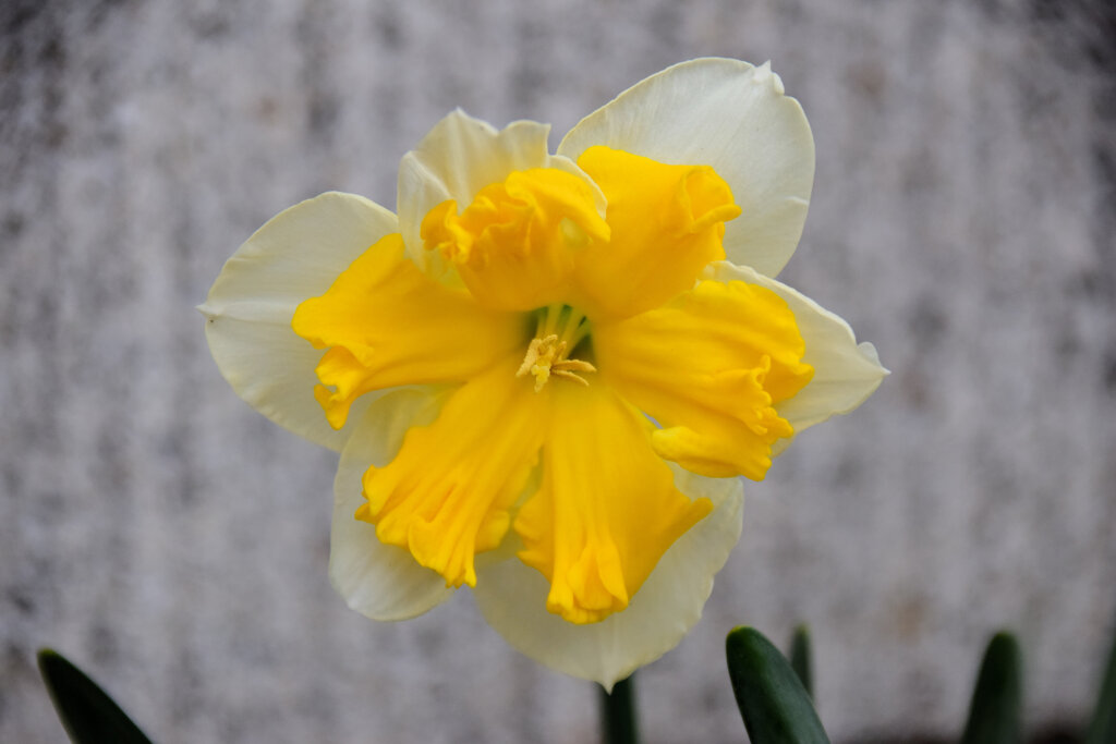 初見の水仙・・品種不明？　１