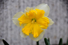 初見の水仙・・品種不明？　１