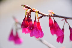寒緋桜 　（かんひざくら）  緋寒桜　（ひかんざくら）１